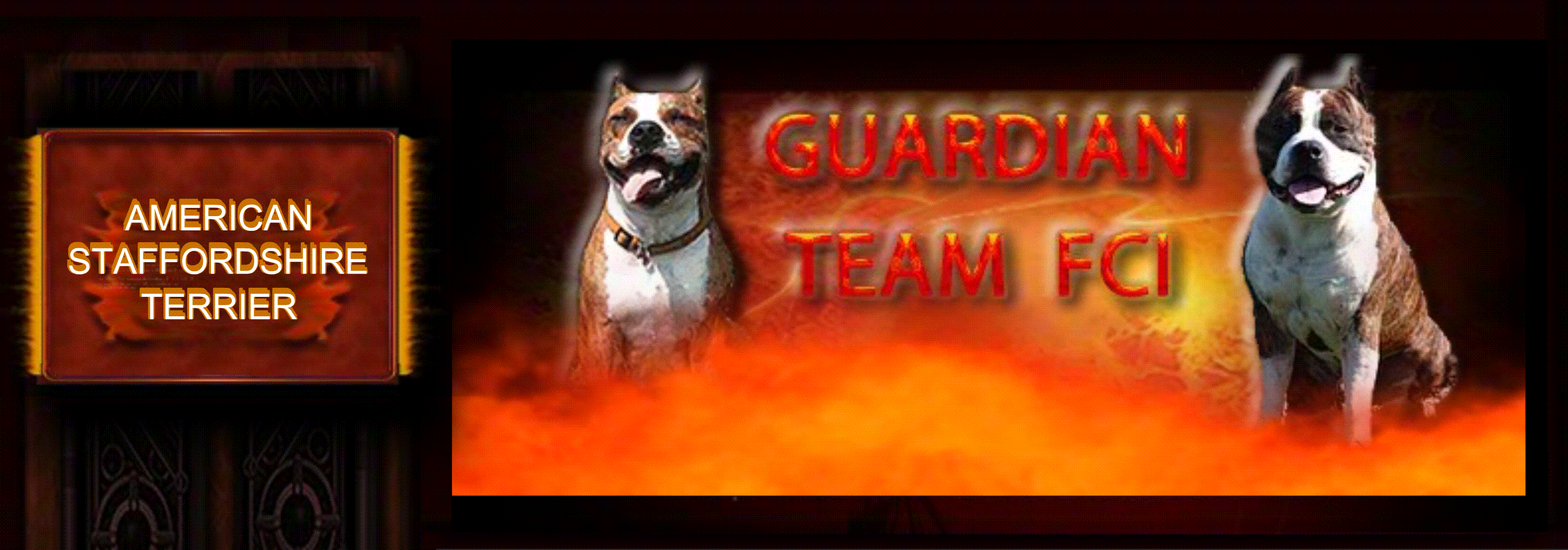 GUARDIAN TEAM FCI - AMERICAN STAFFORDSHIRE TERRIER